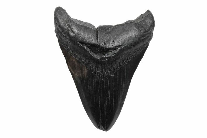 Fossil Megalodon Tooth - South Carolina #236231